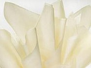 Tissue Paper (French Vanilla)